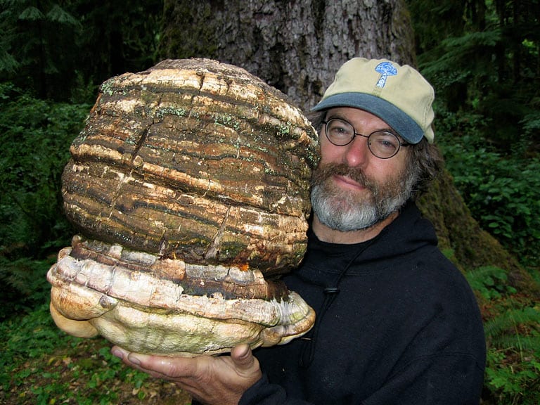Плодовое тело Fomitopsis officinalis на стволе лиственницы