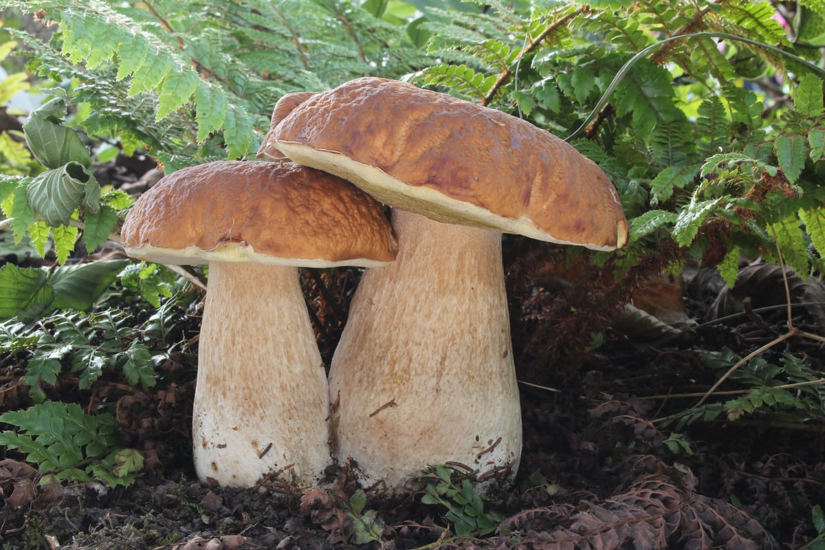 Белый гриб (Boletus edulis) в лесной подстилке