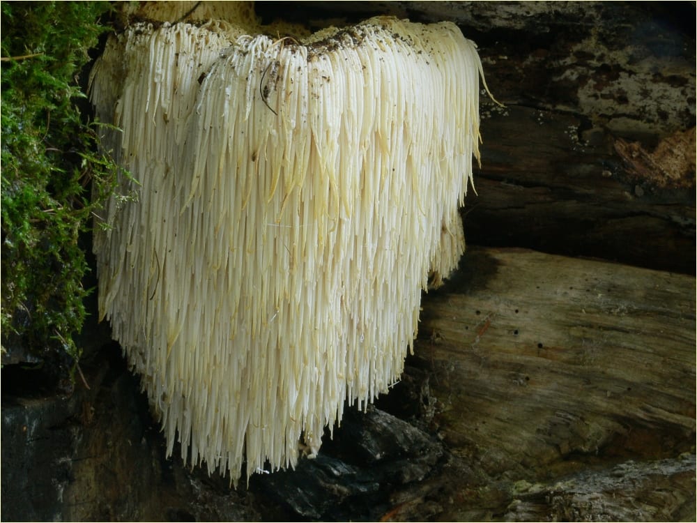 Сферическое плодовое тело Hericium erinaceus с длинными свисающими белыми шипами