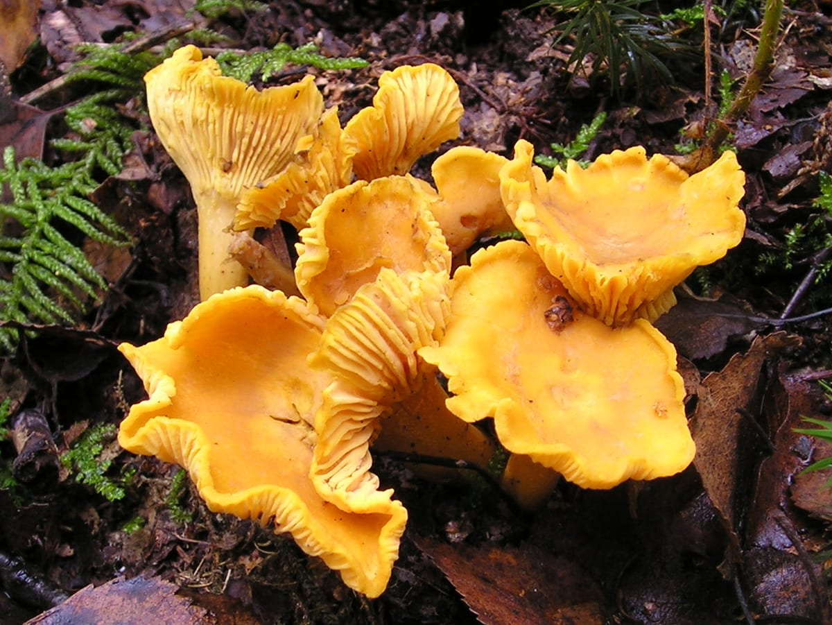 Лисичка обыкновенная (Cantharellus cibarius) в еловом лесу
