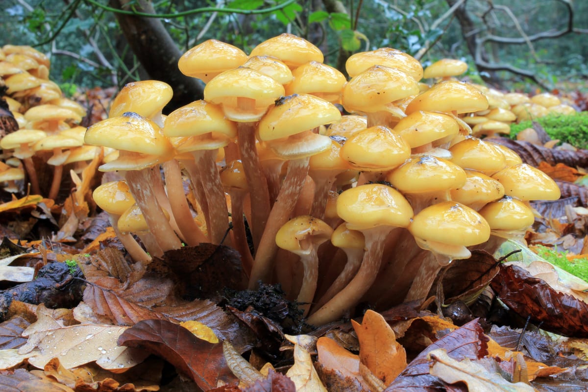 Опёнок осенний (Armillaria mellea) на пне