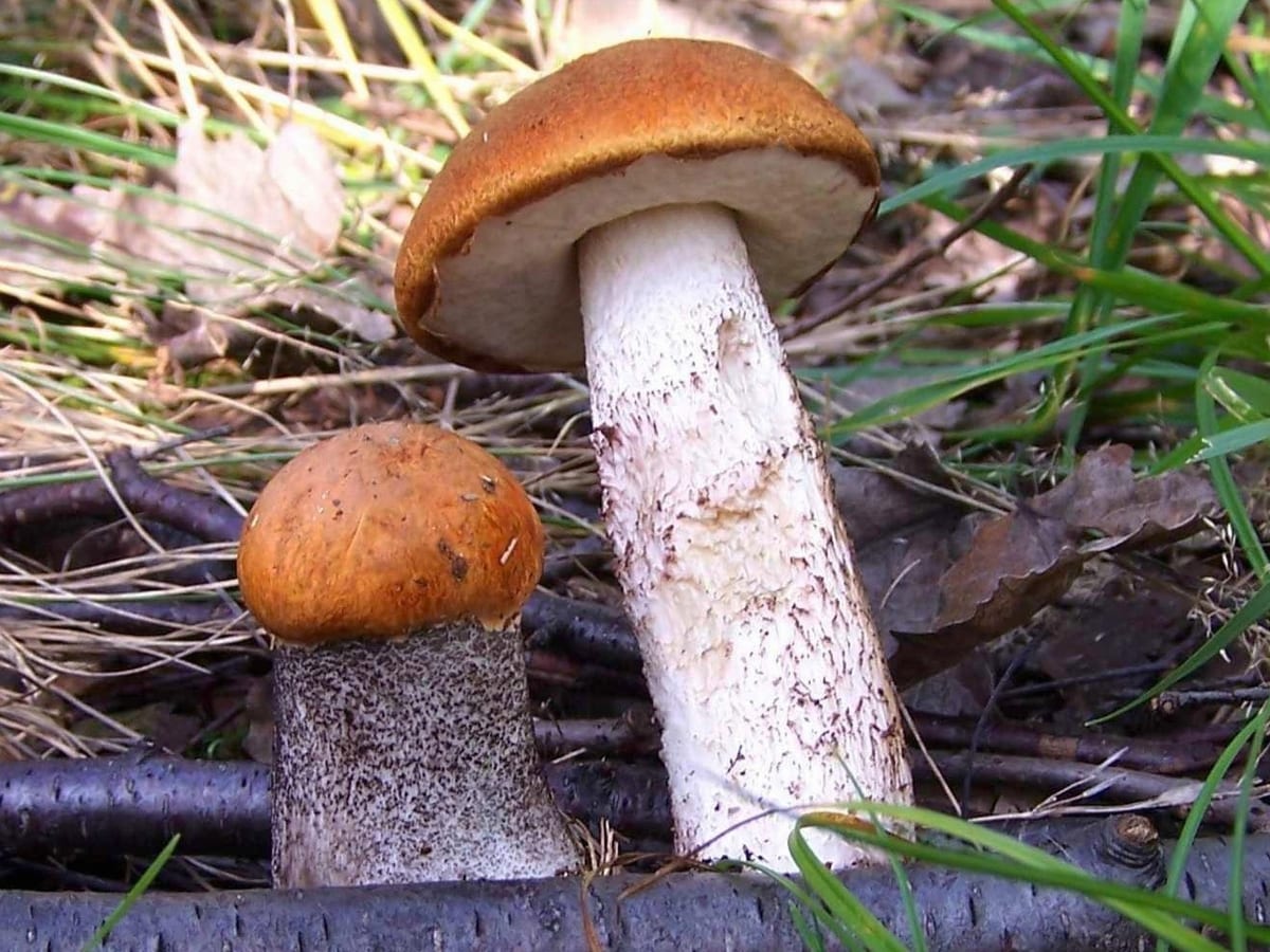 Подосиновик