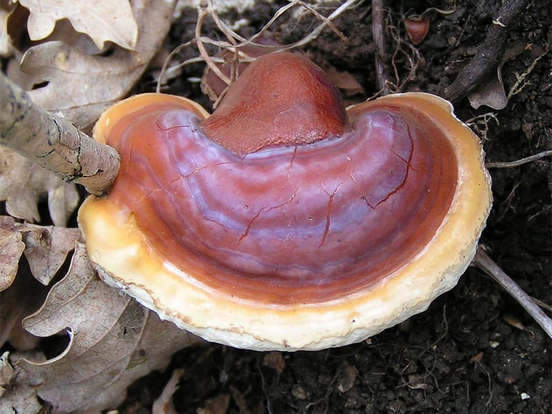 Трутовик лакированный (Ganoderma lucidum) на стволе дерева