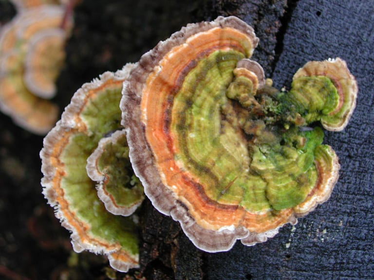 Веерообразное плодовое тело Trametes versicolor с концентрическими зонами разных оттенков